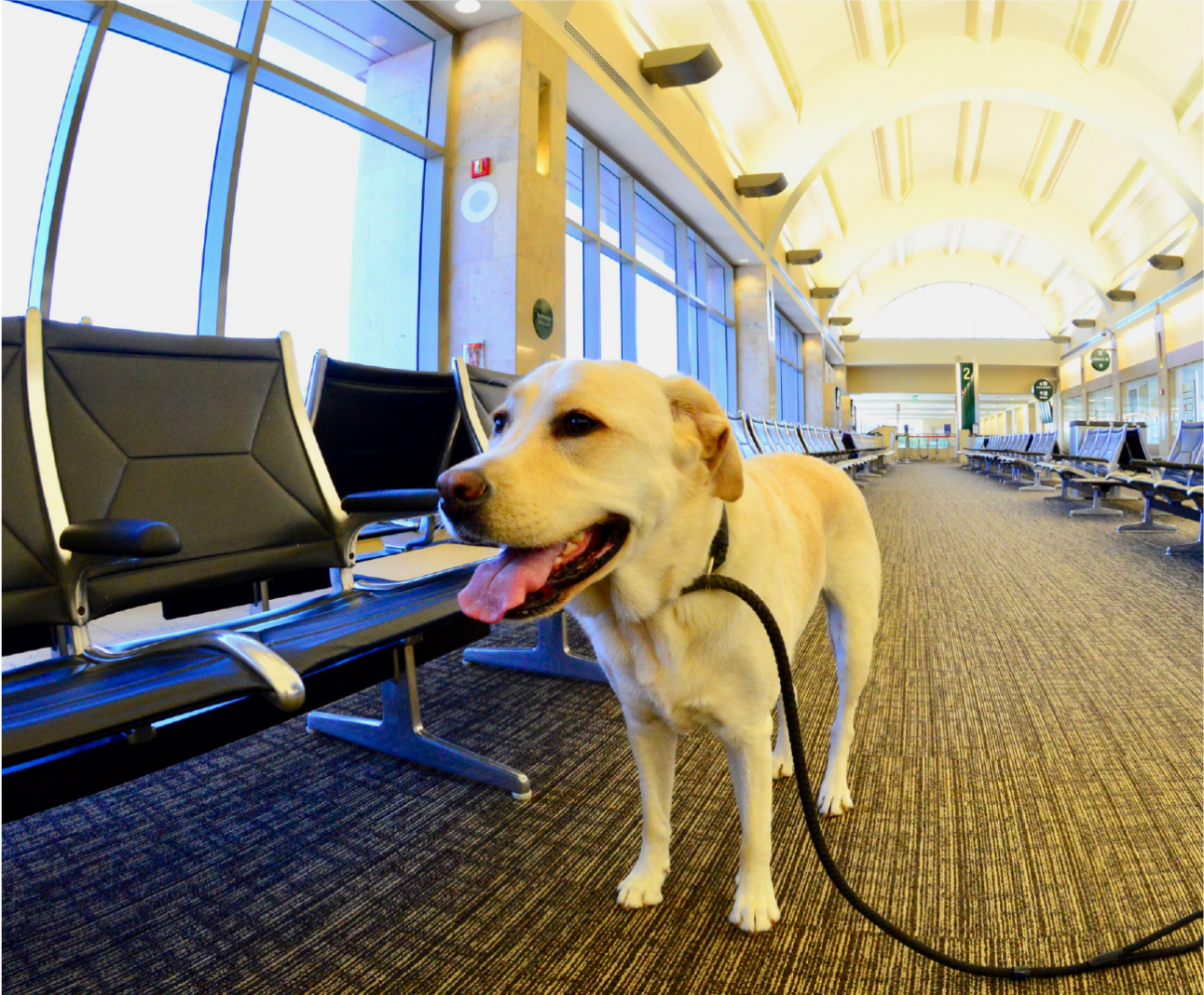 dogs detect covid at airports