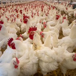 poultry farm bird flu